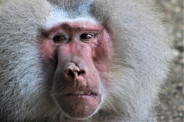 portrait of a baboon