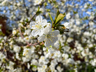 White Cherry Blossoms on Branch against Sky