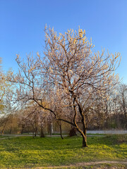 Spring Blooming Tree with White Blossoms on Green Lawn