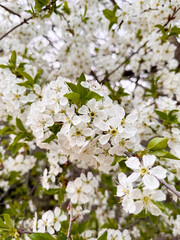 White Cherry Blossoms on Branch against Sky