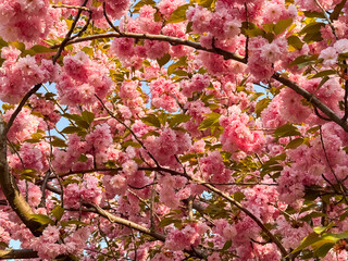 Pink Cherry Blossom Branches Covered with Blooms in Spring