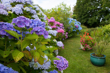 Magnifiques hortensias en fleurs dans un jardin en Bretagne-France