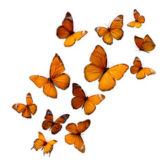 Obraz premium autumn leaves on white background