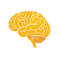 Human brain anatomy illustration in yellow, showcasing cerebrum, cerebellum, brainstem, and neural pathways.