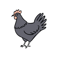 Fototapeta premium Chicken Drawing in Gray with a Red Comb standing still on a White Background