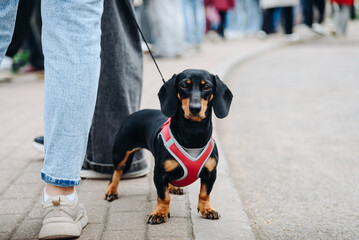 small black dachshund on leash outdoors in summer, dogwalking concept