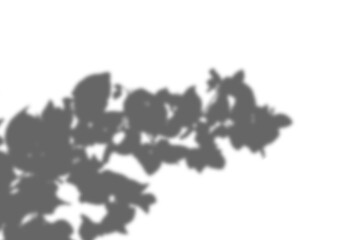 Realistic Shadow Overlays of Palm Branches and Tropical Plants in Summer Light