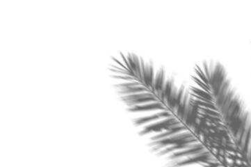 Fototapeta premium Tropical Plant Shadow Effects in Summer Light – Realistic Overlay Design
