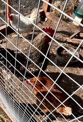 chickens in a coop/run on a sunny day - build a chicken coop in your backyard  © Alina