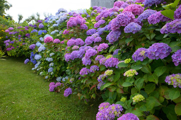 Magnifiques hortensias en fleurs dans un jardin en Bretagne-France