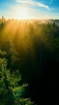 Golden Sunrise Over Forest 
