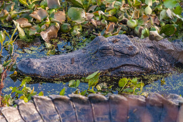 Two alligators resting in the wetland with one only showing the ridge on its back