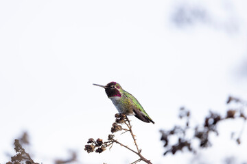 A male Anna's hummingbird perched on a branch with a white sky background