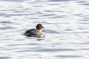 Common goldeneye swimming on Lake Washington