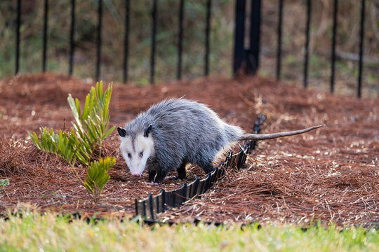 An opossum looking at the camera
