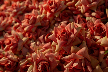 background of roses. roses in the rays of the setting sun, decorating a photo zone or a postcard on the occasion of Mother's Day or International Women's Day.