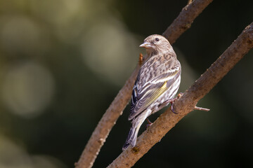 A pine siskin perched on a branch showing its back with its head turned also showing its face with a dark clean background