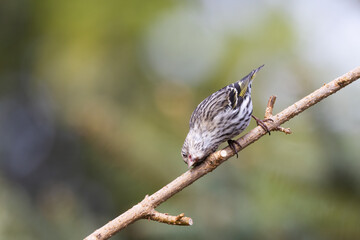 A pine siskin rubbing its face on a bare branch with a clean background