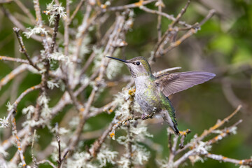 An Anna's hummingbird perched on a branch with its wings outstretched 