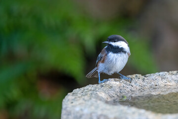 A chestnut-backed chickadee perched on the edge of a granite bird bath with a clean background