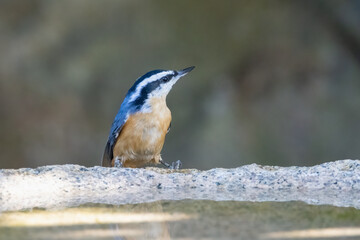 A red-breasted nuthatch perched on the edge of a granite birdbath with a clean background