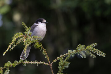 A Canada jay perched on the top of a tree with a dark background