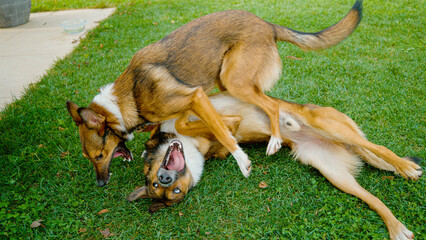 CLOSE UP: Two lively dogs rolling and wrestling on green garden lawn, one playfully on its back...