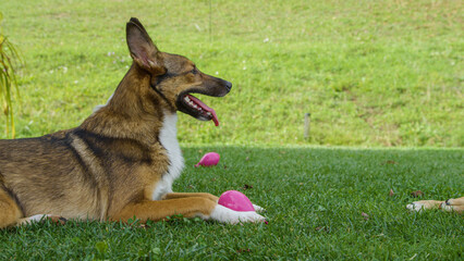 PORTRAIT, CLOSE UP: Happy dog with brown fur lies on green grass, with pink ballons lying nearby....