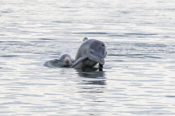 Two bottlenose dolphins coming out of the water