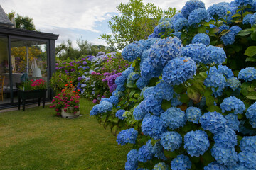Magnifiques hortensias en fleurs dans un jardin en Bretagne-France