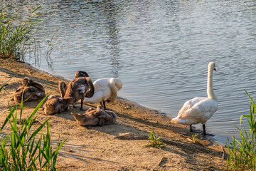 Wild swans with their offspring on a pond in the reeds. Incredibly beautiful nature and birds.