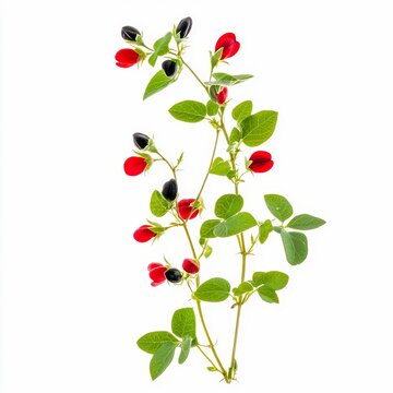 abrus precatorius rosary pea plant red and black seeds on green vine isolated on white transparent background