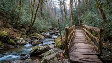 Forest stream and wooden bridge