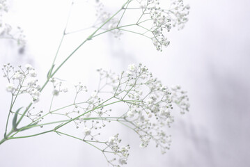 背景素材のカスミソウ