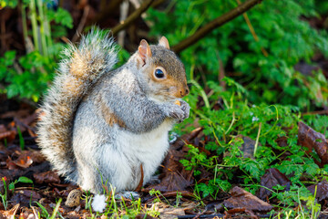 Grey squirrel