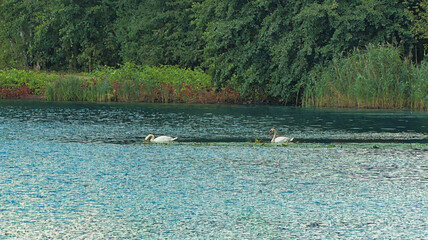 a pair of swans swimming on the lake