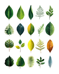 set of leaves