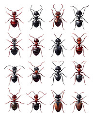 set of ants