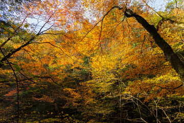 日本の風景・秋　山梨県山梨市　紅葉の西沢渓谷
