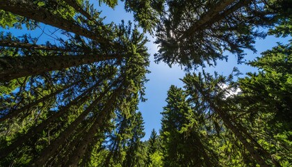 Obraz premium Tall trees reaching for a bright sky