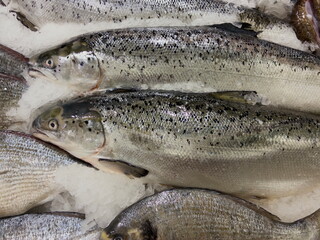 fresh fish on ice