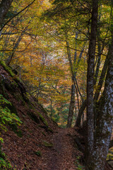 日本の風景・秋　山梨県山梨市　紅葉の西沢渓谷