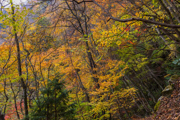 日本の風景・秋　山梨県山梨市　紅葉の西沢渓谷
