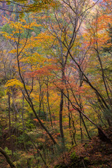 Fototapeta premium 日本の風景・秋 山梨県山梨市 紅葉の西沢渓谷