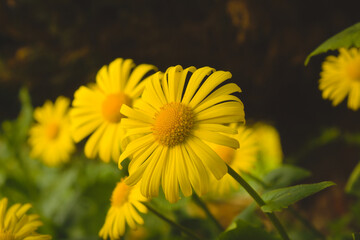 Close up flower 