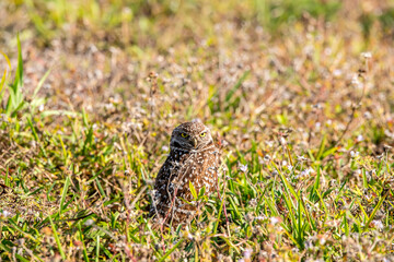 Burrowing owl