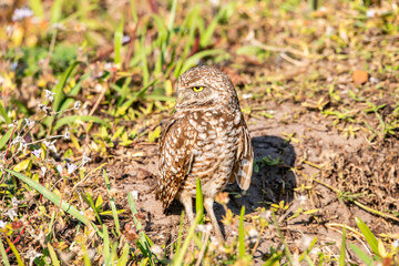 A Burrowing owl