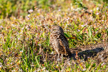 A burrowing owl