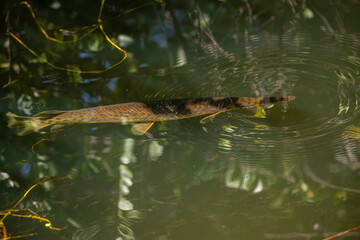 Florida Gar Fish