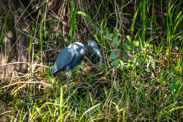 Little Blue Heron